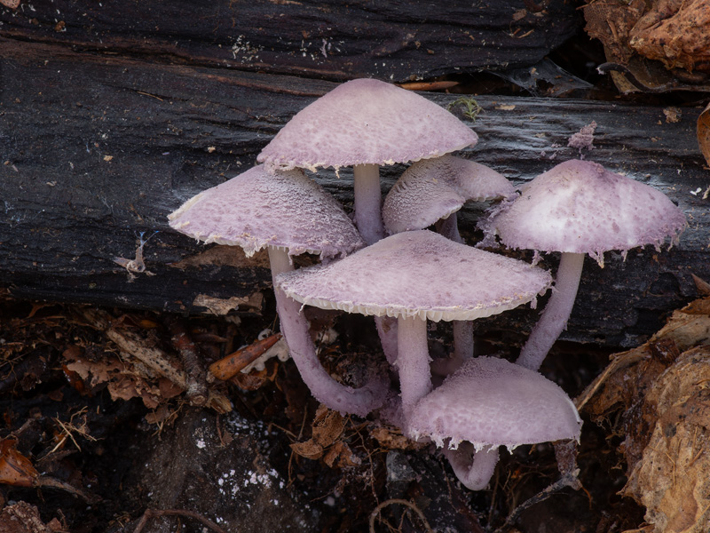 Cystolepiota bucknallii